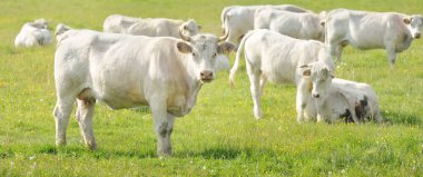 Yeşil bir orman çayırında otlayan beyaz inekler. Yazın kırsal alanda. Pastoral manzara. Evcil hayvanlar, çiftlik hayvanları, çiftlik, gıda endüstrisi, sığır ve süt, alternatif üretim, kırsal yaşam