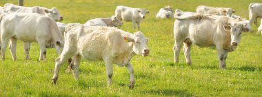 Yeşil bir orman çayırında otlayan beyaz inekler. Yazın kırsal alanda. Pastoral manzara. Evcil hayvanlar, çiftlik hayvanları, çiftlik, gıda endüstrisi, sığır ve süt, alternatif üretim, kırsal yaşam