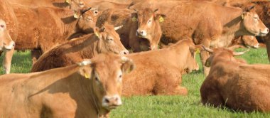 Yeşil bir orman çayırında otlayan kahverengi inekler. Yazın kırsal alanda. Pastoral manzara. Evcil hayvanlar, çiftlik hayvanları, çiftlik, gıda endüstrisi, sığır ve süt, alternatif üretim, kırsal yaşam