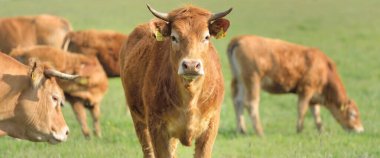 Yeşil bir orman çayırında otlayan kahverengi inekler. Yazın kırsal alanda. Pastoral manzara. Evcil hayvanlar, çiftlik hayvanları, çiftlik, gıda endüstrisi, sığır ve süt, alternatif üretim, kırsal yaşam