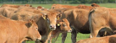 Yeşil bir orman çayırında otlayan kahverengi inekler. Yazın kırsal alanda. Pastoral manzara. Evcil hayvanlar, çiftlik hayvanları, çiftlik, gıda endüstrisi, sığır ve süt, alternatif üretim, kırsal yaşam