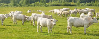 Yeşil bir orman çayırında otlayan beyaz inekler. Yazın kırsal alanda. Pastoral manzara. Evcil hayvanlar, çiftlik hayvanları, çiftlik, gıda endüstrisi, sığır ve süt, alternatif üretim, kırsal yaşam