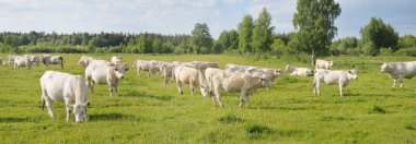 Yeşil bir orman çayırında otlayan beyaz inekler. Yazın kırsal alanda. Pastoral manzara. Evcil hayvanlar, çiftlik hayvanları, çiftlik, gıda endüstrisi, sığır ve süt, alternatif üretim, kırsal yaşam