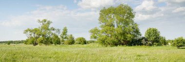 Güneşli bir günde yeşil orman çimleri (çayır). Yağmurdan önce dramatik bir gökyüzü. Idyllic kırsal kesim. Pastoral manzara. Arka planda güçlü bir meşe ağacı var. Nida, Litvanya, Baltık Devleti