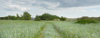 Güneşli bir günde yeşil tarla ve orman. Arka planda eski ev (kütük kulübe). Dramatik bir gökyüzü. Idyllic kırsal kesim. Pastoral manzara. Litvanya. Doğa, ekoloji, eko-turizm, yürüyüş, yerel seyahat