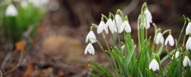 Çiçek açan beyaz Galanthus ormanının zemininde. Avrupa 'da ilkbahar başı. Saf doğa, çevre koruma, ekoloji, bahçıvanlık, peyzaj, vatandaşlık. Makrofotoğrafçılık