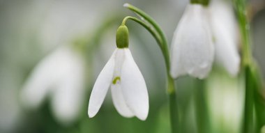 Çiçek açan orman çayırı, beyaz Galanthus (kar damlaları) yakın plan. Avrupa 'da ilkbahar başı. Saf doğa, çevre koruma, ekoloji, peyzaj, bahçıvanlık, parfüm. Barış ve neşe kavramları