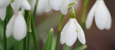 Çiçek açan orman çayırı, beyaz Galanthus (kar damlaları) yakın plan. Avrupa 'da ilkbahar başı. Saf doğa, çevre koruma, ekoloji, peyzaj, bahçıvanlık, parfüm. Barış ve neşe kavramları