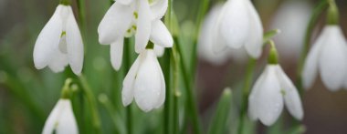 Çiçek açan orman çayırı, beyaz Galanthus (kar damlaları) yakın plan. Avrupa 'da ilkbahar başı. Saf doğa, çevre koruma, ekoloji, peyzaj, bahçıvanlık, parfüm. Barış ve neşe kavramları