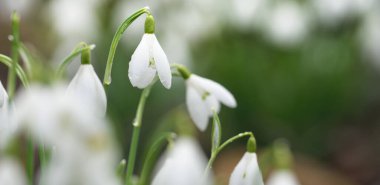 Çiçek açan orman çayırı, beyaz Galanthus (kar damlaları) yakın plan. Avrupa 'da ilkbahar başı. Saf doğa, çevre koruma, ekoloji, peyzaj, bahçıvanlık, parfüm. Barış ve neşe kavramları