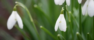 Çiçek açan orman çayırı, beyaz Galanthus (kar damlaları) yakın plan. Avrupa 'da ilkbahar başı. Saf doğa, çevre koruma, ekoloji, peyzaj, bahçıvanlık, parfüm. Barış ve neşe kavramları