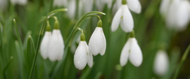 Çiçek açan orman çayırı, beyaz Galanthus (kar damlaları) yakın plan. Avrupa 'da ilkbahar başı. Saf doğa, çevre koruma, ekoloji, peyzaj, bahçıvanlık, parfüm. Barış ve neşe kavramları