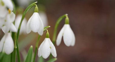 Çiçek açan orman çayırı, beyaz Galanthus (kar damlaları) yakın plan. Avrupa 'da ilkbahar başı. Saf doğa, çevre koruma, ekoloji, peyzaj, bahçıvanlık, parfüm. Barış ve neşe kavramları