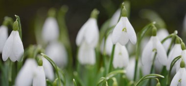 Çiçek açan orman çayırı, beyaz Galanthus (kar damlaları) yakın plan. Avrupa 'da ilkbahar başı. Saf doğa, çevre koruma, ekoloji, peyzaj, bahçıvanlık, parfüm. Barış ve neşe kavramları