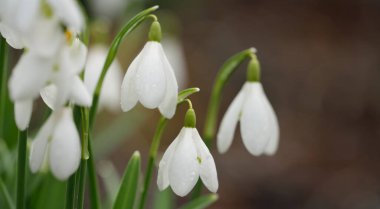 Çiçek açan orman çayırı, beyaz Galanthus (kar damlaları) yakın plan. Avrupa 'da ilkbahar başı. Saf doğa, çevre koruma, ekoloji, peyzaj, bahçıvanlık, parfüm. Barış ve neşe kavramları