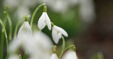 Çiçek açan orman çayırı, beyaz Galanthus (kar damlaları) yakın plan. Avrupa 'da ilkbahar başı. Saf doğa, çevre koruma, ekoloji, peyzaj, bahçıvanlık, parfüm. Barış ve neşe kavramları