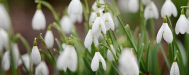 Çiçek açan orman çayırı, beyaz Galanthus (kar damlaları) yakın plan. Avrupa 'da ilkbahar başı. Saf doğa, çevre koruma, ekoloji, peyzaj, bahçıvanlık, parfüm. Barış ve neşe kavramları