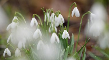 Çiçek açan orman çayırı, beyaz Galanthus (kar damlaları) yakın plan. Avrupa 'da ilkbahar başı. Saf doğa, çevre koruma, ekoloji, peyzaj, bahçıvanlık, parfüm. Barış ve neşe kavramları