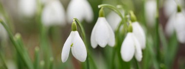 Çiçek açan orman çayırı, beyaz Galanthus (kar damlaları) yakın plan. Avrupa 'da ilkbahar başı. Saf doğa, çevre koruma, ekoloji, peyzaj, bahçıvanlık, parfüm. Barış ve neşe kavramları