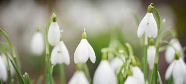 Çiçek açan orman çayırı, beyaz Galanthus (kar damlaları) yakın plan. Avrupa 'da ilkbahar başı. Saf doğa, çevre koruma, ekoloji, peyzaj, bahçıvanlık, parfüm. Barış ve neşe kavramları