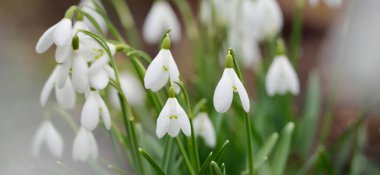 Çiçek açan orman çayırı, beyaz Galanthus (kar damlaları) yakın plan. Avrupa 'da ilkbahar başı. Saf doğa, çevre koruma, ekoloji, peyzaj, bahçıvanlık, parfüm. Barış ve neşe kavramları