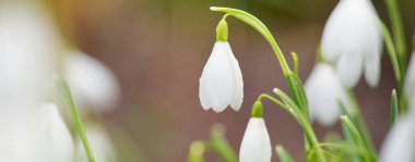 Çiçek açan orman çayırı, beyaz Galanthus (kar damlaları) yakın plan. Avrupa 'da ilkbahar başı. Saf doğa, çevre koruma, ekoloji, peyzaj, bahçıvanlık, parfüm. Barış ve neşe kavramları