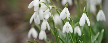 Çiçek açan orman çayırı, beyaz Galanthus (kar damlaları) yakın plan. Avrupa 'da ilkbahar başı. Saf doğa, çevre koruma, ekoloji, peyzaj, bahçıvanlık, parfüm. Barış ve neşe kavramları