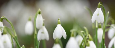 Çiçek açan orman çayırı, beyaz Galanthus (kar damlaları) yakın plan. Avrupa 'da ilkbahar başı. Saf doğa, çevre koruma, ekoloji, peyzaj, bahçıvanlık, parfüm. Barış ve neşe kavramları