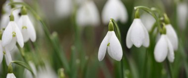 Çiçek açan orman çayırı, beyaz Galanthus (kar damlaları) yakın plan. Avrupa 'da ilkbahar başı. Saf doğa, çevre koruma, ekoloji, peyzaj, bahçıvanlık, parfüm. Barış ve neşe kavramları