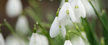 Çiçek açan orman çayırı, beyaz Galanthus (kar damlaları) yakın plan. Avrupa 'da ilkbahar başı. Saf doğa, çevre koruma, ekoloji, peyzaj, bahçıvanlık, parfüm. Barış ve neşe kavramları