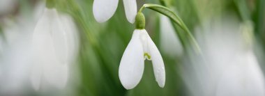 Çiçek açan orman çayırı, beyaz Galanthus (kar damlaları) yakın plan. Avrupa 'da ilkbahar başı. Saf doğa, çevre koruma, ekoloji, peyzaj, bahçıvanlık, parfüm. Barış ve neşe kavramları