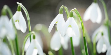 Çiçek açan orman çayırı, beyaz Galanthus (kar damlaları) yakın plan. Avrupa 'da ilkbahar başı. Saf doğa, çevre koruma, ekoloji, peyzaj, bahçıvanlık, parfüm. Barış ve neşe kavramları