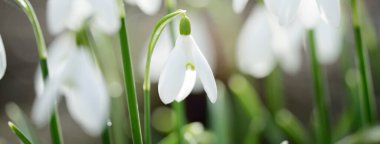 Çiçek açan orman çayırı, beyaz Galanthus (kar damlaları) yakın plan. Avrupa 'da ilkbahar başı. Saf doğa, çevre koruma, ekoloji, peyzaj, bahçıvanlık, parfüm. Barış ve neşe kavramları