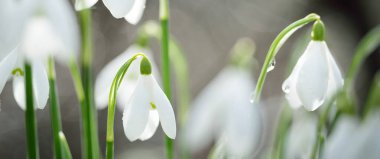Çiçek açan orman çayırı, beyaz Galanthus (kar damlaları) yakın plan. Avrupa 'da ilkbahar başı. Saf doğa, çevre koruma, ekoloji, peyzaj, bahçıvanlık, parfüm. Barış ve neşe kavramları