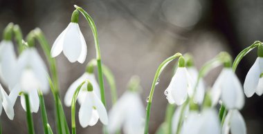 Çiçek açan orman çayırı, beyaz Galanthus (kar damlaları) yakın plan. Avrupa 'da ilkbahar başı. Saf doğa, çevre koruma, ekoloji, peyzaj, bahçıvanlık, parfüm. Barış ve neşe kavramları
