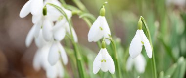 Çiçek açan orman çayırı, beyaz Galanthus (kar damlaları) yakın plan. Avrupa 'da ilkbahar başı. Saf doğa, çevre koruma, ekoloji, peyzaj, bahçıvanlık, parfüm. Barış ve neşe kavramları