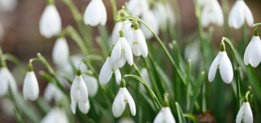Çiçek açan orman çayırı, beyaz Galanthus (kar damlaları) yakın plan. Avrupa 'da ilkbahar başı. Saf doğa, çevre koruma, ekoloji, peyzaj, bahçıvanlık, parfüm. Barış ve neşe kavramları