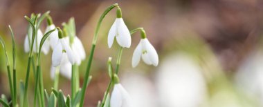 Çiçek açan orman çayırı, beyaz Galanthus (kar damlaları) yakın plan. Avrupa 'da ilkbahar başı. Saf doğa, çevre koruma, ekoloji, peyzaj, bahçıvanlık, parfüm. Barış ve neşe kavramları
