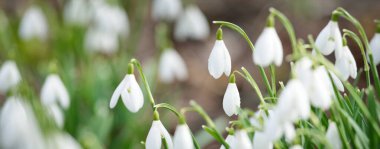 Çiçek açan orman çayırı, beyaz Galanthus (kar damlaları) yakın plan. Avrupa 'da ilkbahar başı. Saf doğa, çevre koruma, ekoloji, peyzaj, bahçıvanlık, parfüm. Barış ve neşe kavramları