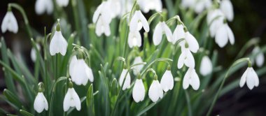 Çiçek açan orman çayırı, beyaz Galanthus (kar damlaları) yakın plan. Avrupa 'da ilkbahar başı. Saf doğa, çevre koruma, ekoloji, peyzaj, bahçıvanlık, parfüm. Barış ve neşe kavramları