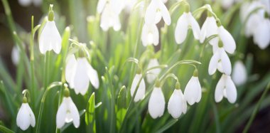 Çiçek açan orman çayırı, beyaz Galanthus (kar damlaları) yakın plan. Avrupa 'da ilkbahar başı. Saf doğa, çevre koruma, ekoloji, peyzaj, bahçıvanlık, parfüm. Barış ve neşe kavramları