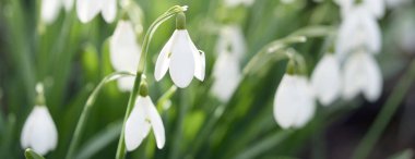 Çiçek açan orman çayırı, beyaz Galanthus (kar damlaları) yakın plan. Avrupa 'da ilkbahar başı. Saf doğa, çevre koruma, ekoloji, peyzaj, bahçıvanlık, parfüm. Barış ve neşe kavramları