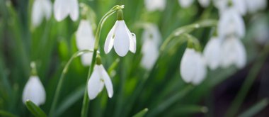 Çiçek açan orman çayırı, beyaz Galanthus (kar damlaları) yakın plan. Avrupa 'da ilkbahar başı. Saf doğa, çevre koruma, ekoloji, peyzaj, bahçıvanlık, parfüm. Barış ve neşe kavramları