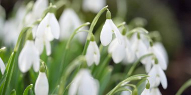 Çiçek açan orman çayırı, beyaz Galanthus (kar damlaları) yakın plan. Avrupa 'da ilkbahar başı. Saf doğa, çevre koruma, ekoloji, peyzaj, bahçıvanlık, parfüm. Barış ve neşe kavramları