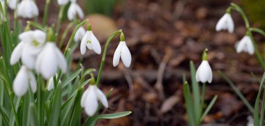 Çiçek açan beyaz Galanthus ormanının zemininde. Avrupa 'da ilkbahar başı. Saf doğa, çevre koruma, ekoloji, bahçıvanlık, peyzaj, vatandaşlık. Makrofotoğrafçılık