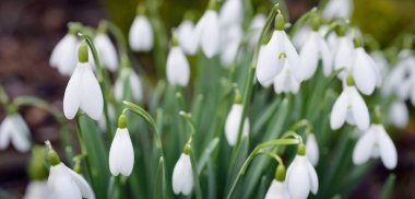 Çiçek açan orman çayırı, beyaz Galanthus (kar damlaları) yakın plan. Avrupa 'da ilkbahar başı. Saf doğa, çevre koruma, ekoloji, peyzaj, bahçıvanlık, parfüm. Barış ve neşe kavramları