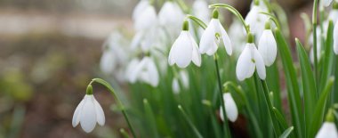 Çiçek açan orman çayırı, beyaz Galanthus (kar damlaları) yakın plan. Avrupa 'da ilkbahar başı. Saf doğa, çevre koruma, ekoloji, peyzaj, bahçıvanlık, parfüm. Barış ve neşe kavramları