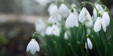 Çiçek açan orman çayırı, beyaz Galanthus (kar damlaları) yakın plan. Avrupa 'da ilkbahar başı. Saf doğa, çevre koruma, ekoloji, peyzaj, bahçıvanlık, parfüm. Barış ve neşe kavramları