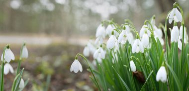 Çiçek açan orman çayırı, beyaz Galanthus (kar damlaları) yakın plan. Avrupa 'da ilkbahar başı. Saf doğa, çevre koruma, ekoloji, peyzaj, bahçıvanlık, parfüm. Barış ve neşe kavramları