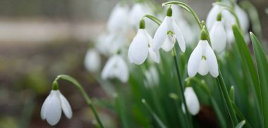 Çiçek açan orman çayırı, beyaz Galanthus (kar damlaları) yakın plan. Avrupa 'da ilkbahar başı. Saf doğa, çevre koruma, ekoloji, peyzaj, bahçıvanlık, parfüm. Barış ve neşe kavramları
